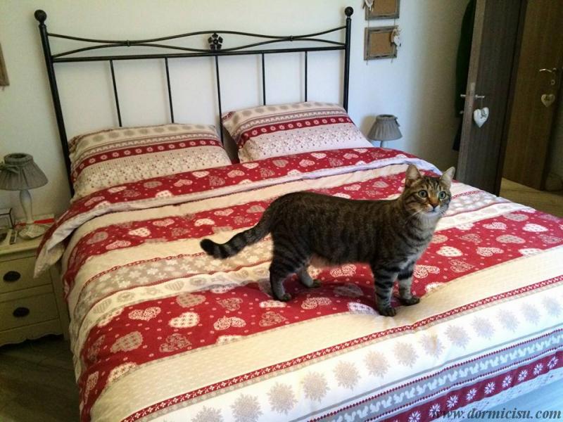 panoramica del letto con spazio interno maggiorato,senza piedini e con spazio dedicato all'animale domestico.